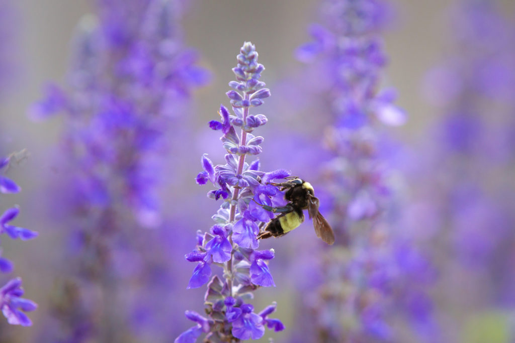 Picture of bumblebee on purple flower