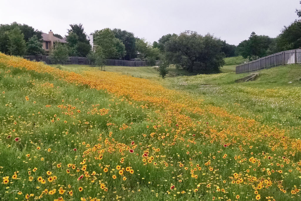 Picture of field of yellow wildflowers