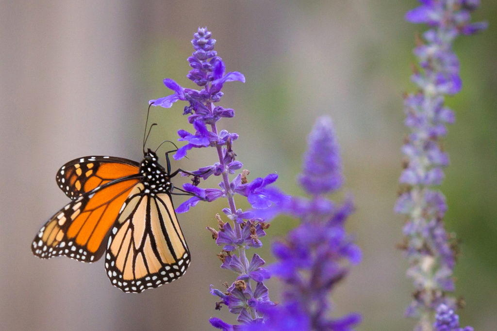 Picture of Monarch Butterfly