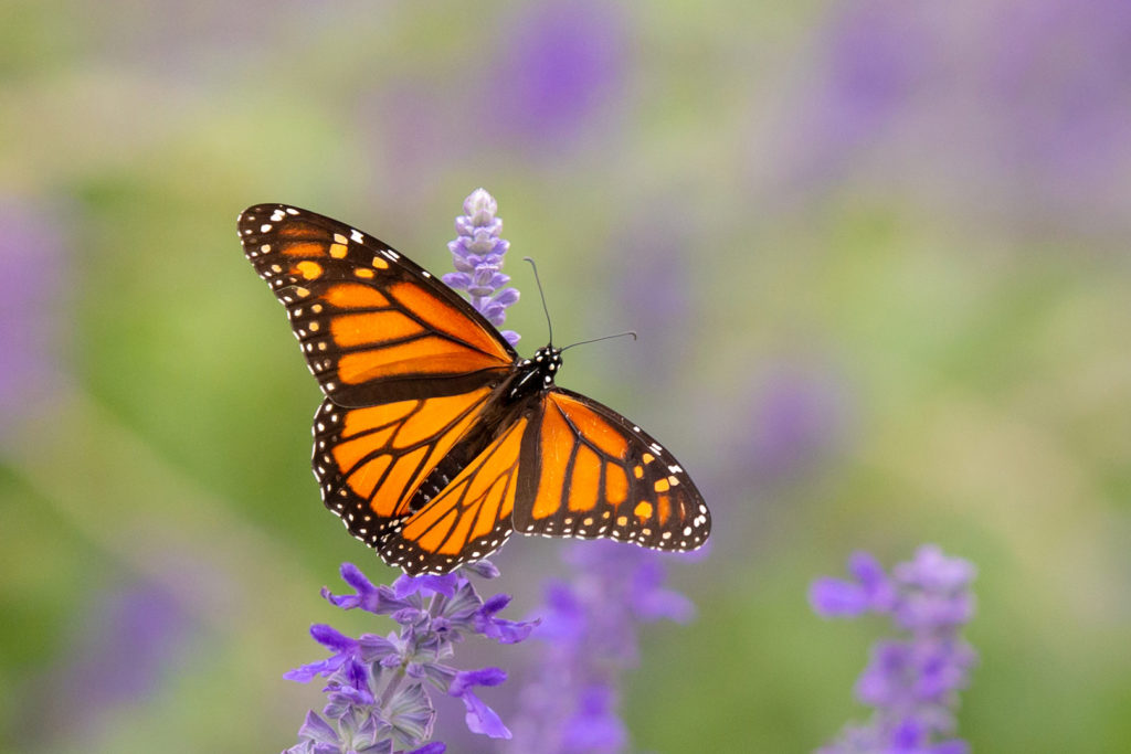 Picture of Female Monarch Butterfly