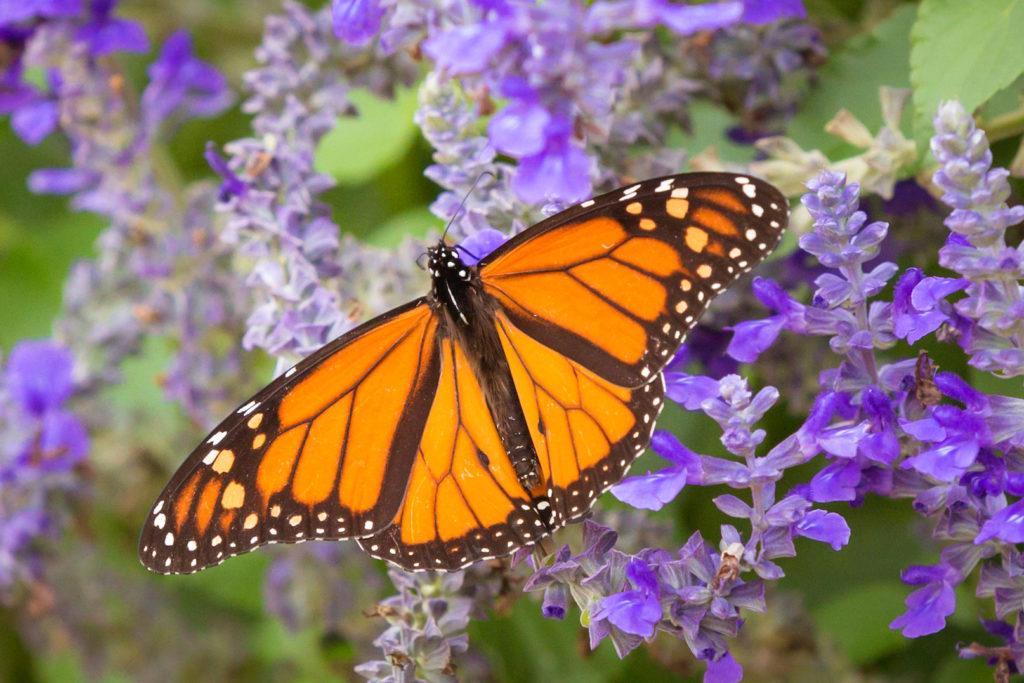 Picture of Male Monarch Butterfly