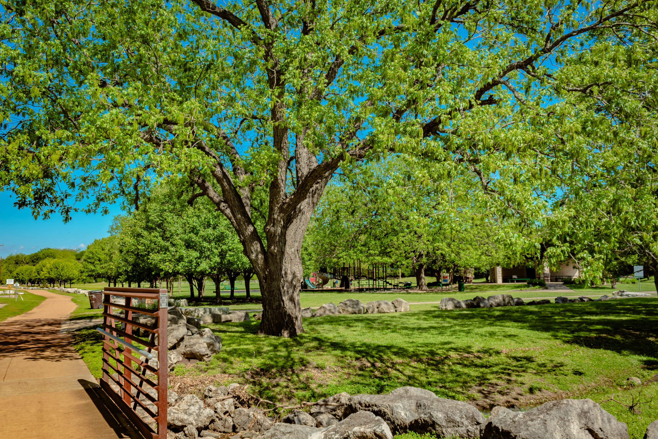 Picture of a large tree and open space.