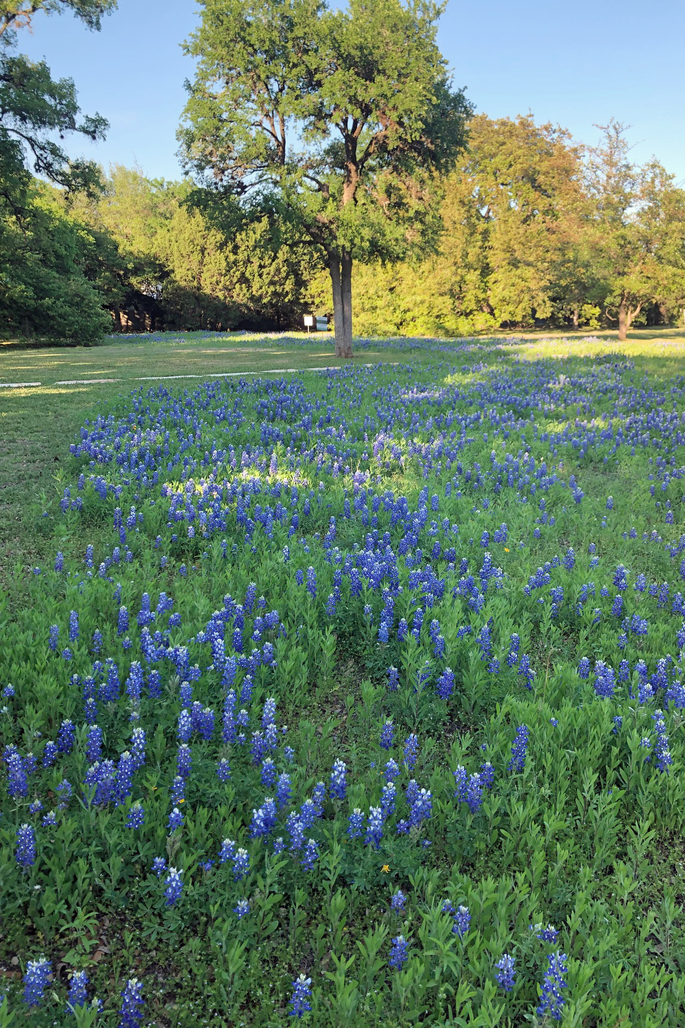 Picture of field of bluebonnet flowers.