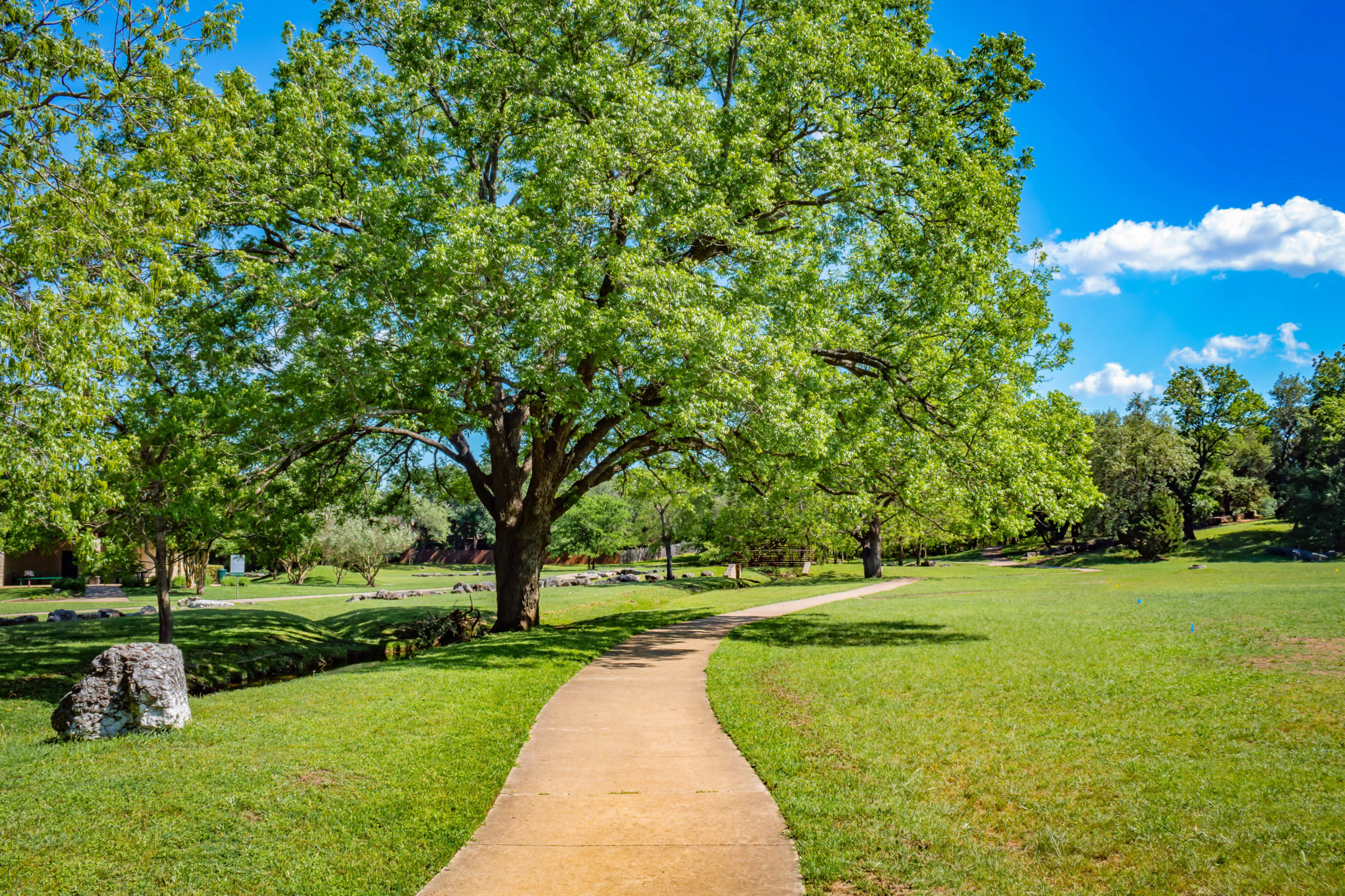 Picture of sidewalk and large tree.