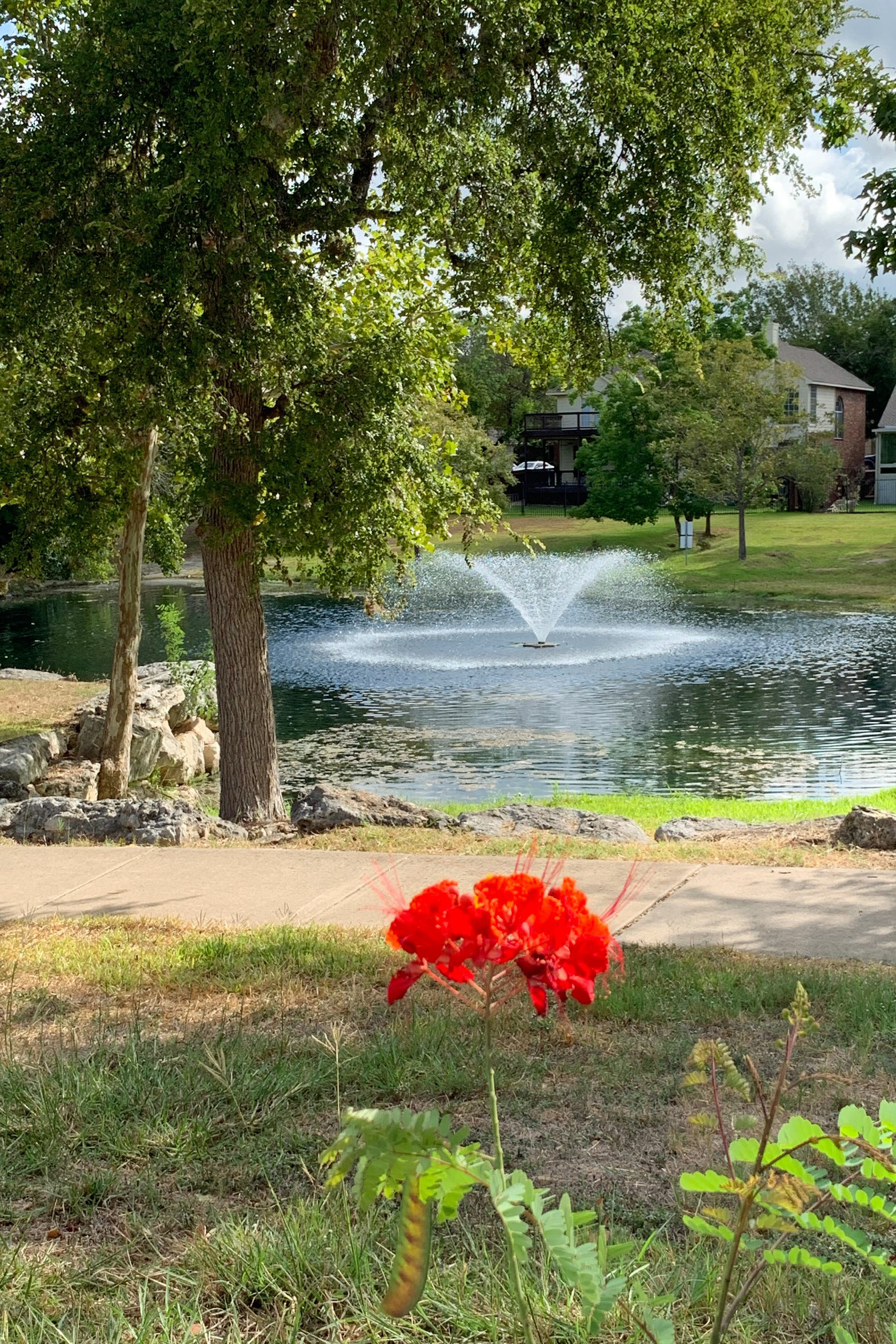 Picture of fountain in pond with flower in foreground.