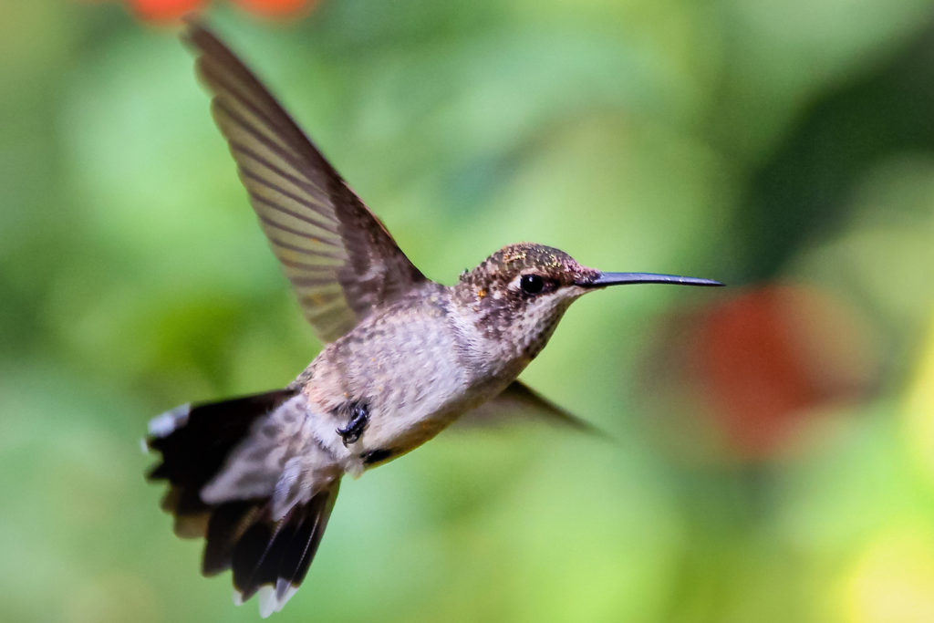 Picture of female ruby throated hummingbird