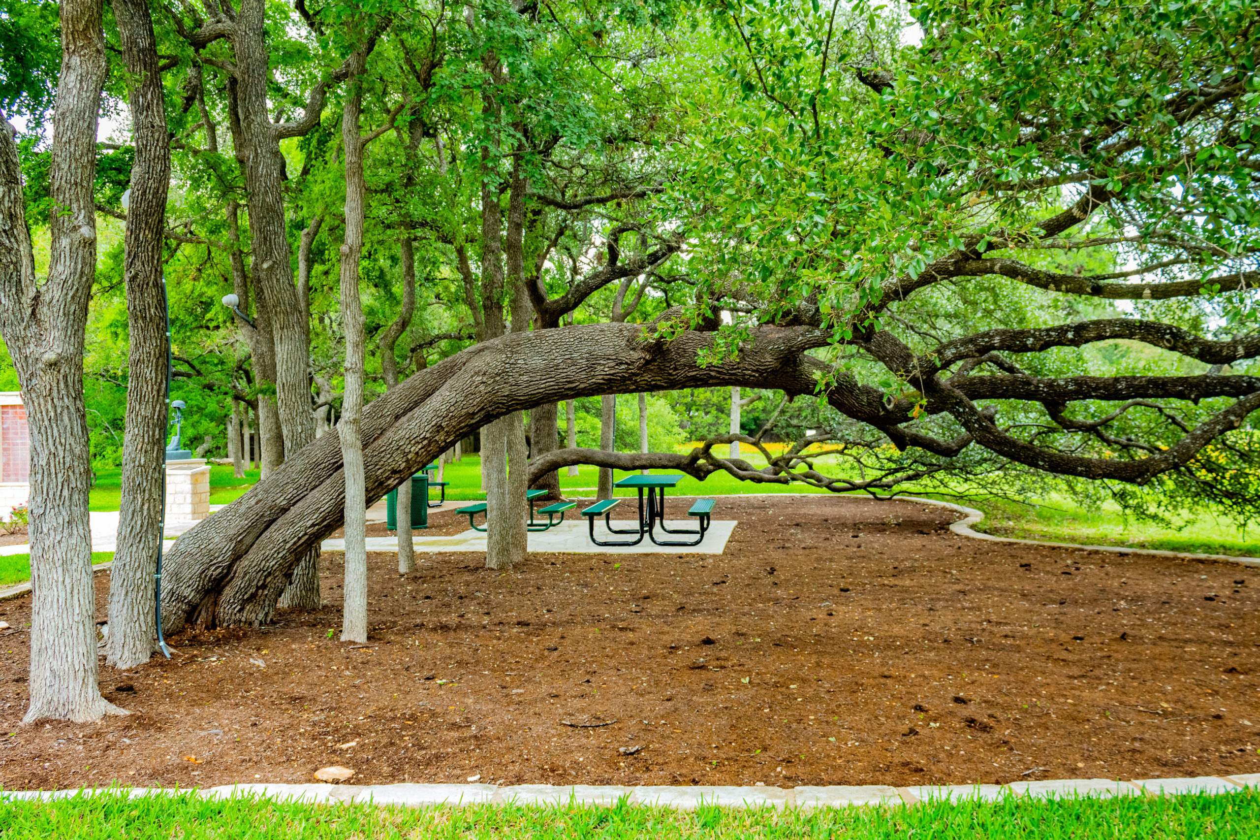 Picture of a picnic area with trees growing sideways.